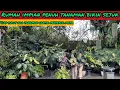 Download Lagu SETIAP SUDUT RUMAH TERDAPAT TANAMAN CANTIK PENYEJUK MATA⁉️