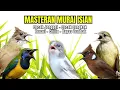 Masteran Murai Isian Kenari, Cungkok, Cililin, Cucak Jenggot, Kapas Tembak