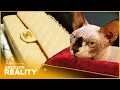 From Handbags to High-End Pet Homes Posh Pawn s Gem Absolute Reality