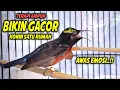 Download Lagu PANCINGAN KOLIBRI NINJA GACOR FULL ISIAN ROLL TEMBAK INI, DIJAMIN COCOK BUAT TERAPI KONIN BAHAN