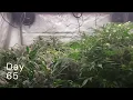 Grow Journal 64-67