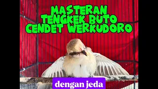 masteran tengkek buto cendet werkudoro masterancendet cendetgacor cendetwerkudoro