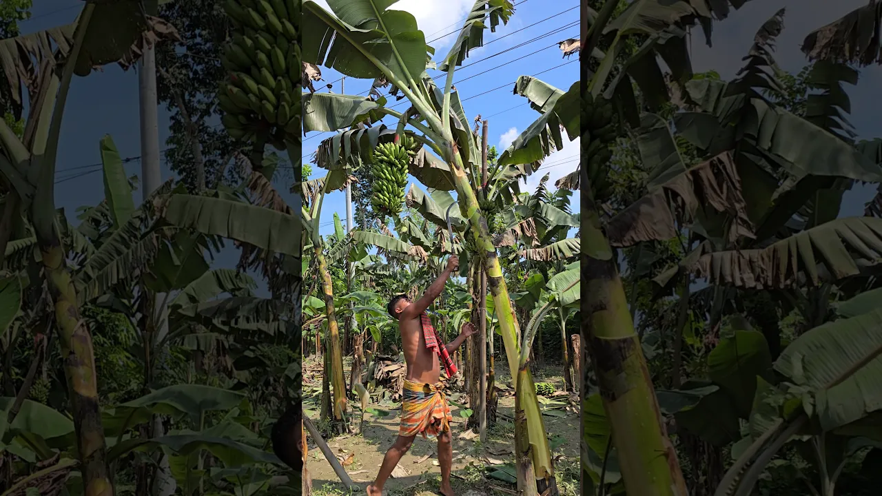 banana farming #shorts
