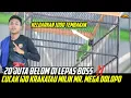 Download Lagu BOSS BESAR WAJIB DAPATKAN BURUNG INI ‼️ HYPER SADIS CUCAK IJO KRAKATAU 🔥