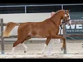 Download Lagu Mochyndaear Dragonfly in Amber (Double Dutch x Kenwood's Tomahawk) NRPS goedgekeurde dressuurpony