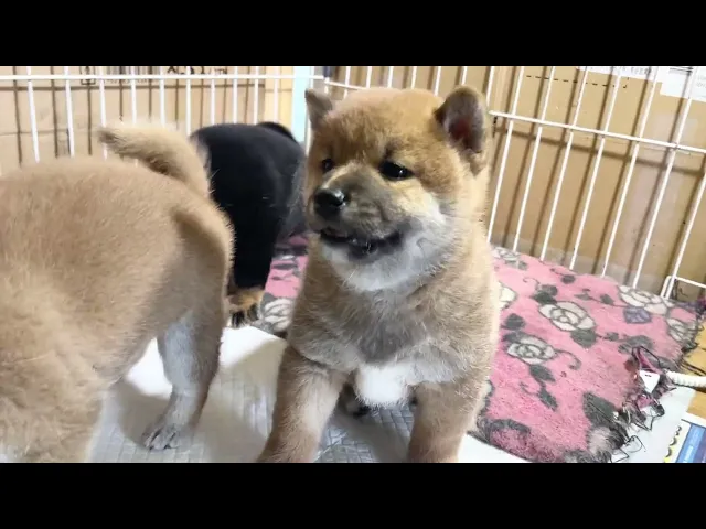 動画