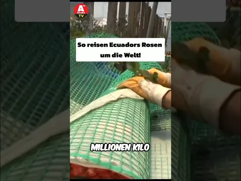 So reisen Ecuadors Rosen um die Welt 🌹 #arcadiatv #ecuador #rose