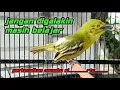 Download Lagu Burung Sirtu Belajar Bunyi Memanggil Namanya