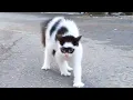 Angry CATS s That Will Have You Almost Choking With Laughter - Funny Pet Reaction