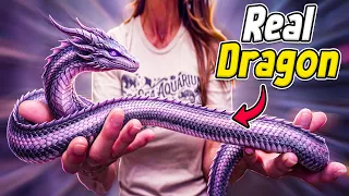 I'm Breeding Dragon Snakes!