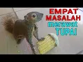 Download Lagu 4 MASALAH yg sering dialami BAJING KELAPA. #bajing #tupai #squirrel