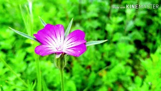 تلاوة خاشعة من حنجرة ذهبية الشيخ عبدالباسط عبدالصمد بدون حقوق 