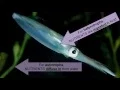 Nutrient Cycle
