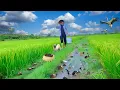 Download Lagu CEO Leave The City: Harvest Crabs, Snails, And Clams To Cook Childhood Dishes, Plants Vegetables.