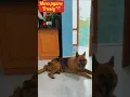 Download Lagu Mujhe wo Ristey Nahi Chahiye#petlovers #dogshorts #pets ❤️❤️