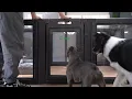 FXW AuraSpace Acrylic Indoor Dog Playpen