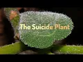 The Suicide Plant Explained Gympie-Gympie s Sting and Safety