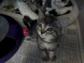 of adoptable pet named The Ragdoll Kittens