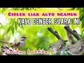 Download Lagu SUARA PIKAT CIBLEK KEJEPIT Ribut  Ampuh Untuk Pikat Ciblek Semi Liar