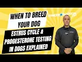 When to Breed Your Dog Estrus Cycle Progesterone Testing in Dogs Explained