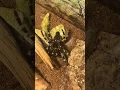 Download Lagu Tarantula molting timelapse