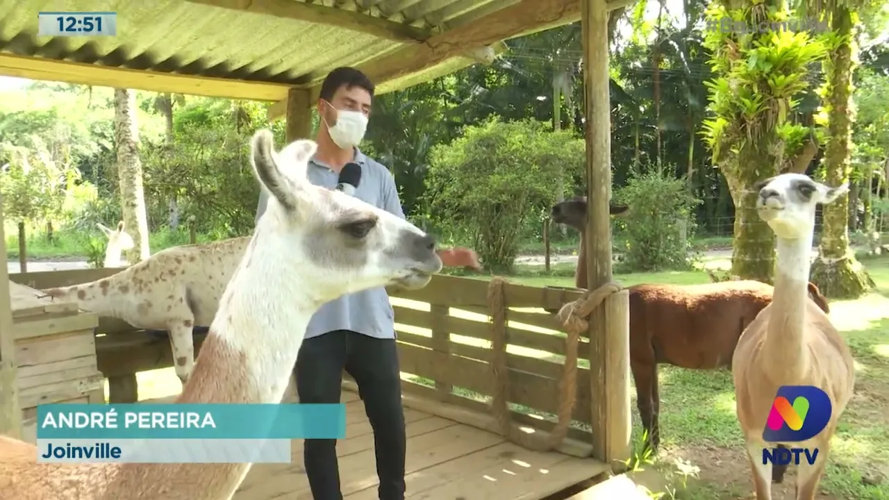 Animais exóticos: Região tem criação de lhamas que se adaptaram bem ao nosso clima