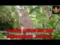 Download Lagu suara burung cigun/ciblek gunung betina memanggil jantan