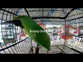Download Lagu Cucak hijau \