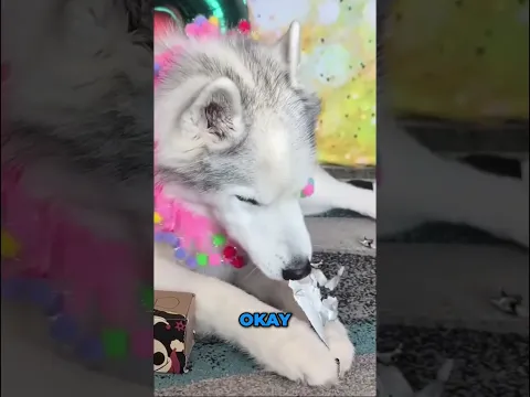My Old Dog Unwraps her Own Gifts for her Birthday!