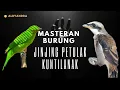 Download Lagu MASTERAN BURUNG !!! KUNTILANAK (JINJING PETULAK) KASAR DAN MENYERAMKAN