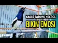 Download Lagu KACER TARUNG NGEROL BIKIN EMOSI KACER LAWAN !! PANCINGAN KACER GACOR PASTI NYAUT AMPUH.