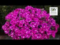 Stellar Garden Performance in the North