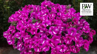 Stellar Garden Performance in the North