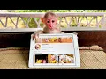 Download Lagu Missing? Mother And Baby Monkey Kaki Worry About Bibi's Survival !!!