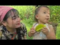 A Traditional Way to Preserve Star Fruit for Seasoning… Luan Does It All for His Family!