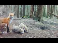 Mom Red Fox Catches 4 Rabbits 1 Bird 5 Rodents in 24 Hours for Her 7 Hungry Pups