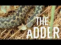 The Adder - The UK’s Only Venomous Snake
