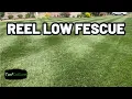Bonfire Tall Fescue - How I TRANSFORMED My Lawn To Short Cut Grass