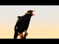 Lagu VARIETY SOUNDS OF COMMON HILL MYNAH| MYNA SOUND| HILL MYNA VOICE