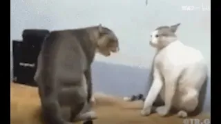 cat fight collection the sleeping dog was startled to the moment i laughed