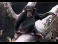 Monkey Scratches Butt and smells and faints
