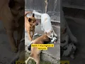 Download Lagu Main keroyok !! Pertarungan kucing vs anjing bikin geram #shorts #kucing #dog #feed #battle