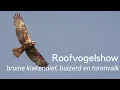 Download Lagu Een roofvogelshow met bruine kiekendief buizerd en torenvalk #1242