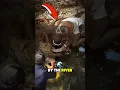 Download Lagu Man vs. Krokodil! 😱 Bijna opgegeten door Mama Krokodil