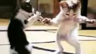 انا رايحه بيت ابويا مش رجعالك    دندنها