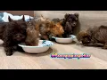 8 week old yorkie puppies eating