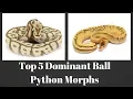 Top 5 Dominant Ball Python Morphs of 2018 - Benjamin s Exotics