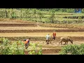 Download Lagu CIANJURAN - SARAKAN PANGBALIKAN (ANA LESMANAWATI)