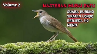 Download MASTERAN MURAI BATU | Suara burung SIKATAN LONDO ROLL JERNIH MP3