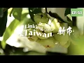 Download Lagu 【臺南新市】EP50 完整版｜Linking368Taiwan